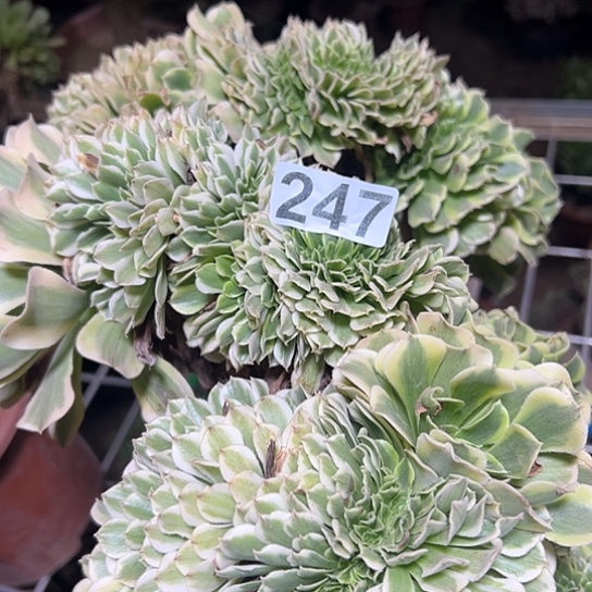 陈***彤多肉植物一个绿豆沙247