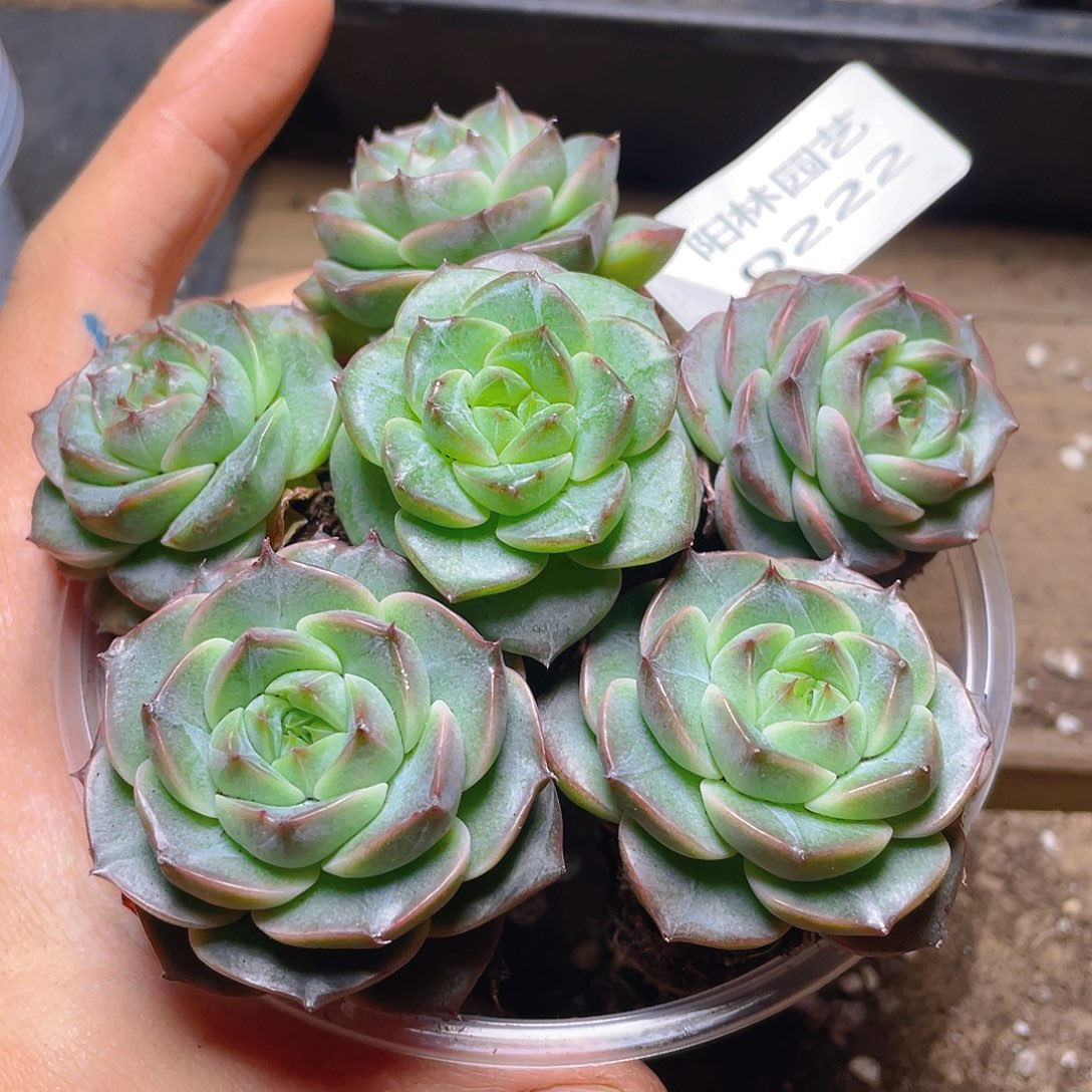 多肉植物多肉植物222