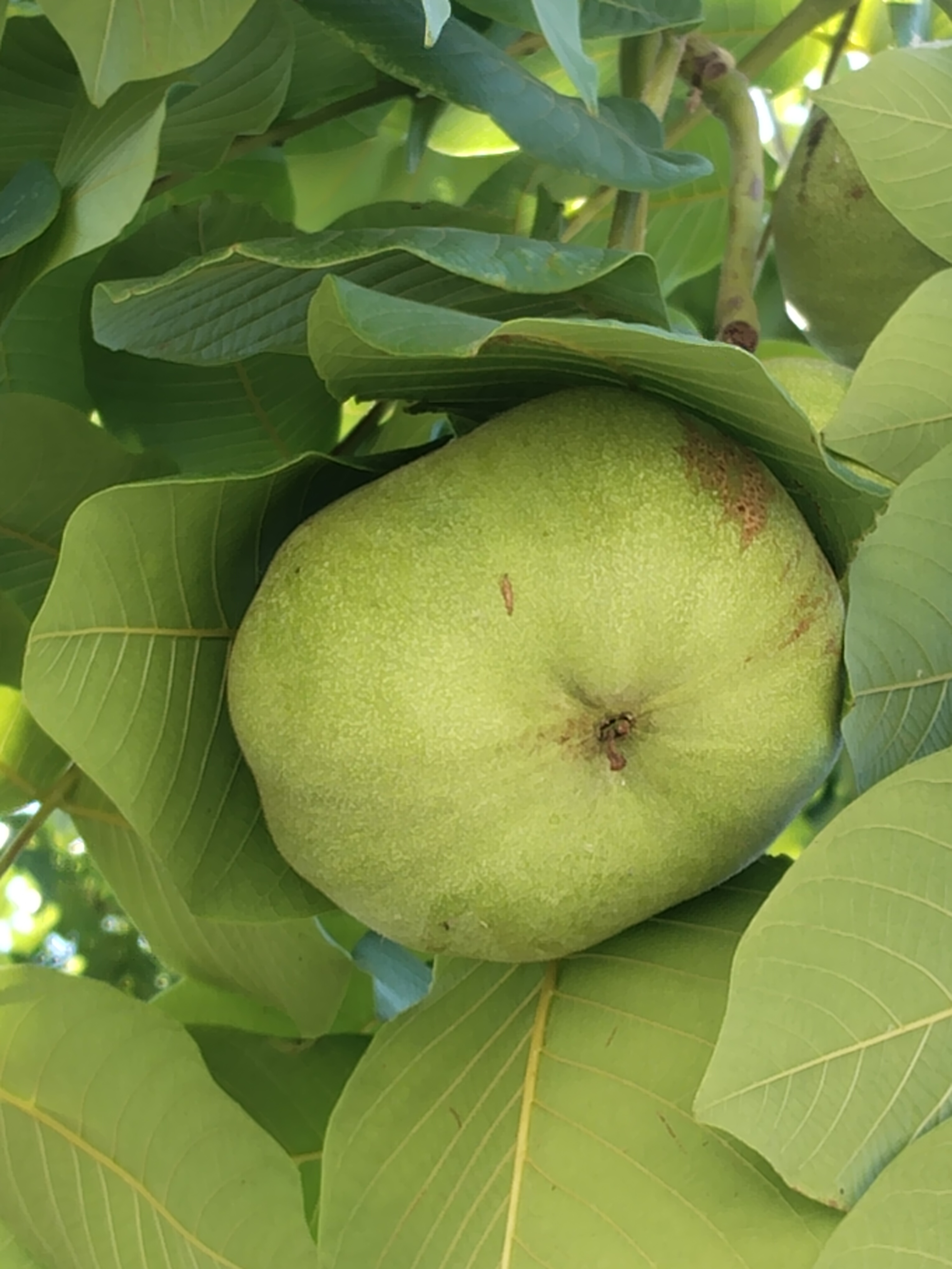 青皮带开，不退不换，看好下单