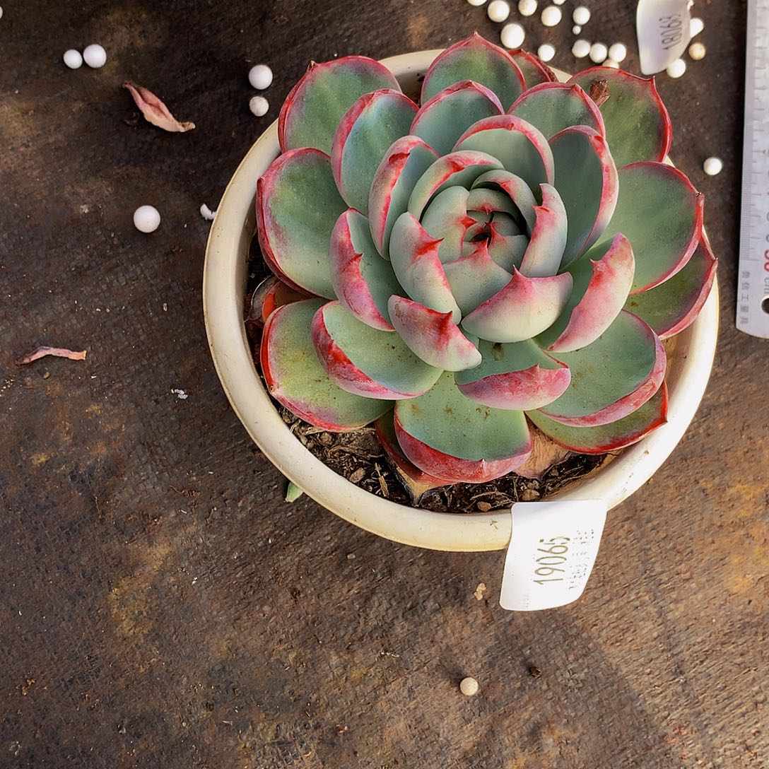 谷***。   惊鸿仙子多肉19065