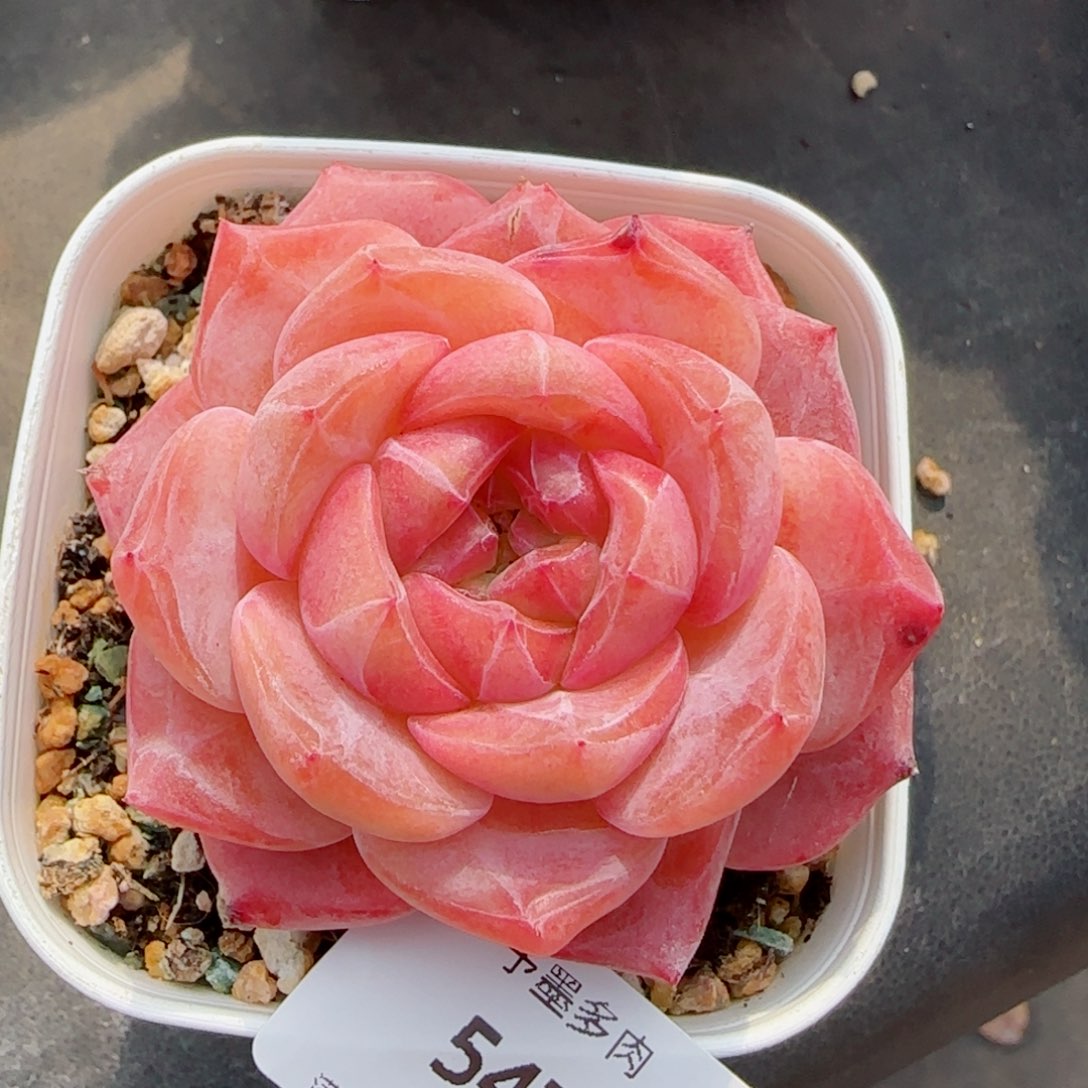 粉魄，5479多肉植物