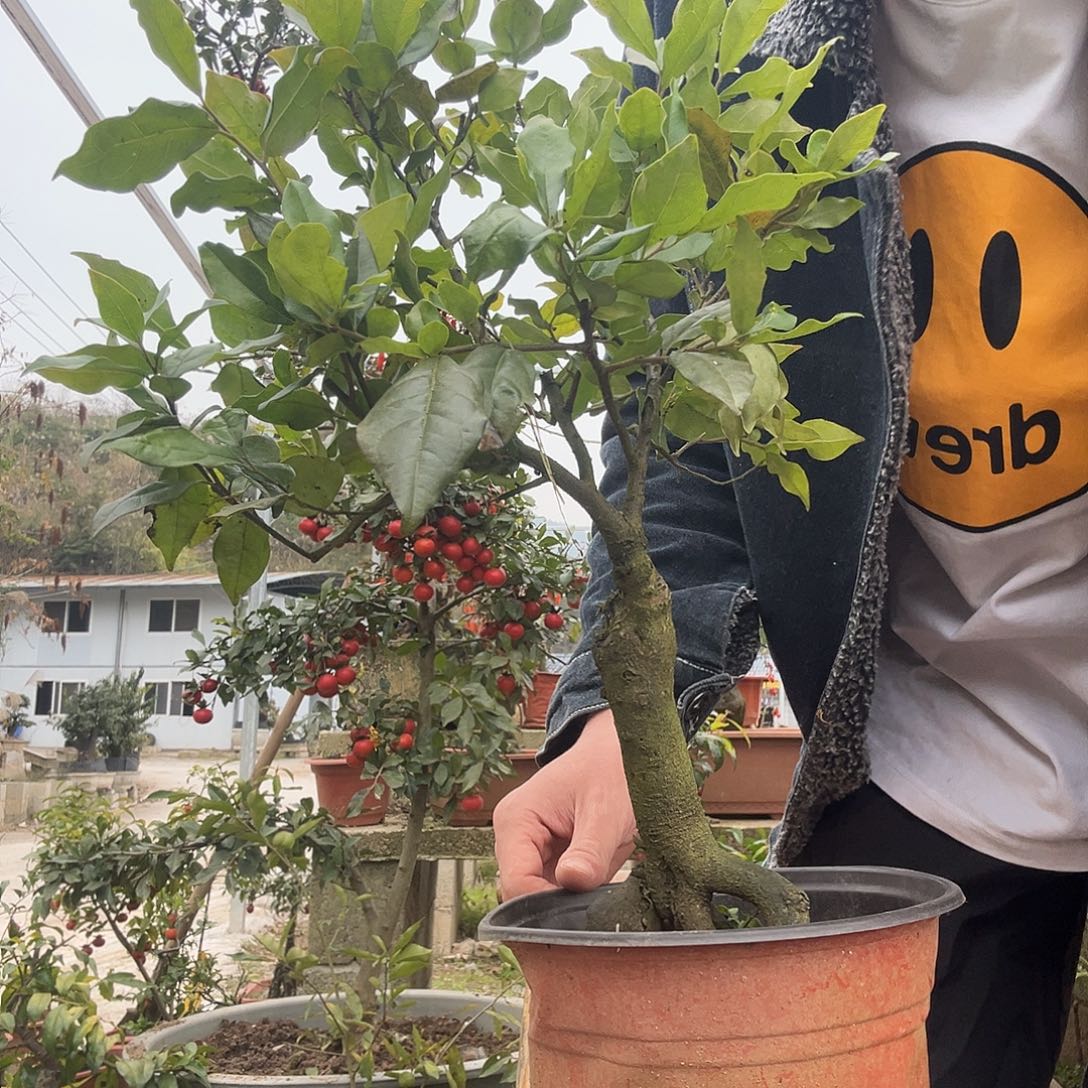 飞***天无花朵广东东莞规范地方v