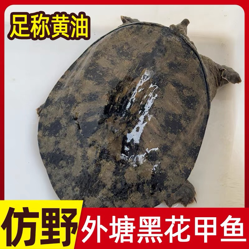 湖面纯生态甲鱼喂鱼虾包邮包活5-8年老甲鱼