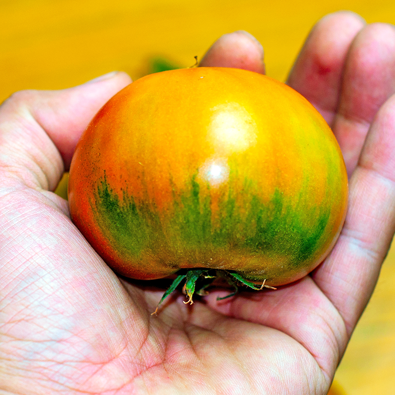 铁皮柿子东北辽宁柿子碱地柿子酸甜西红柿当季新鲜现摘现发
