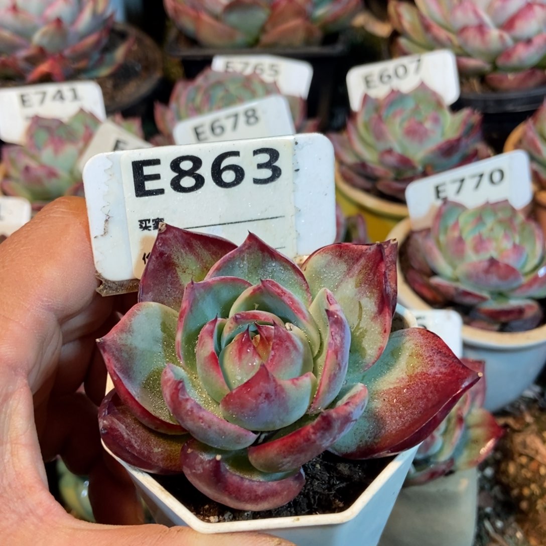 惊鸿一瞥863号多肉