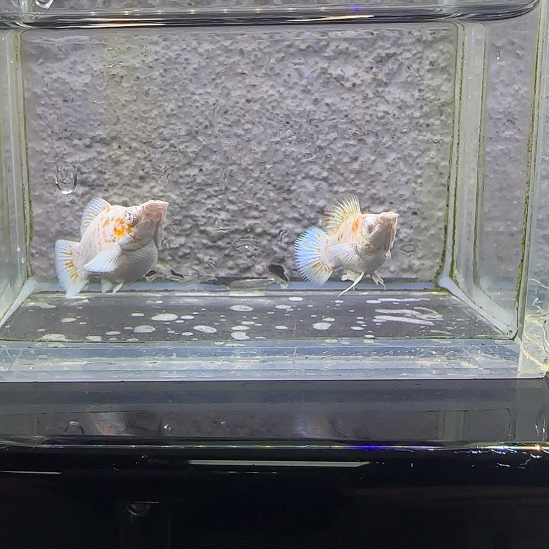孔雀鱼樱花粉钻。1号