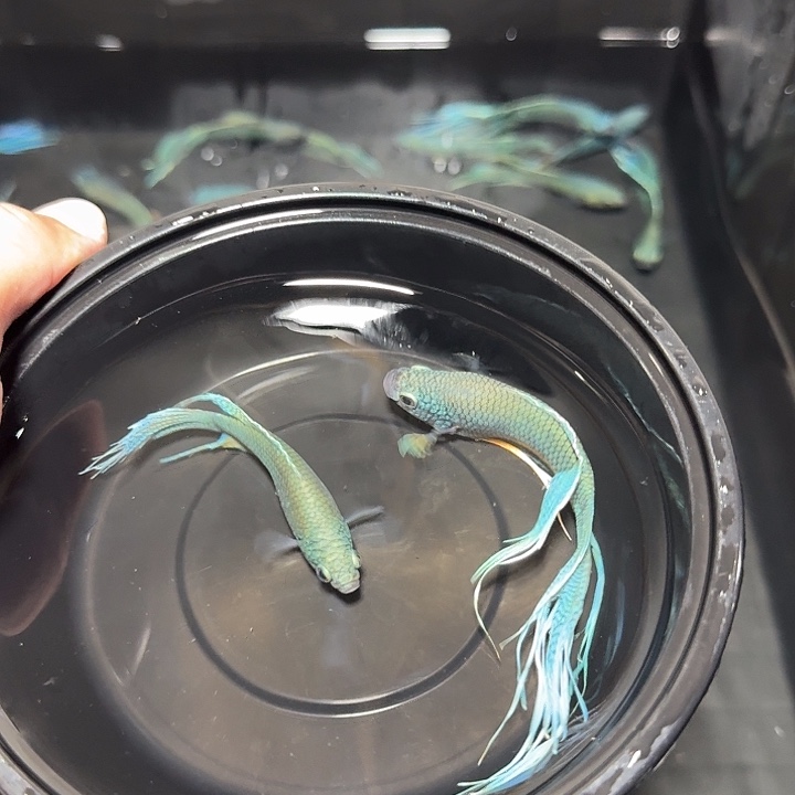 斗鱼直播间对图无纹蓝57