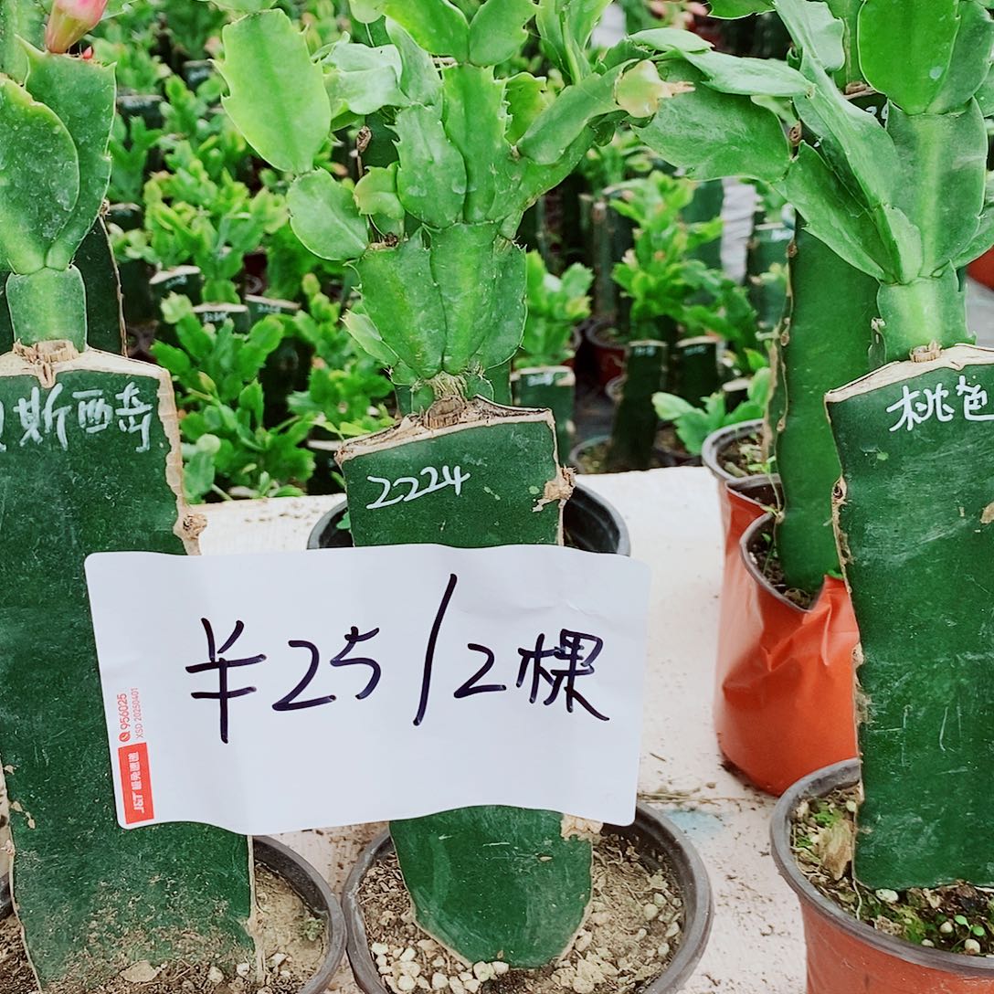 无花朵火龙果嫁接拍一发二，福利