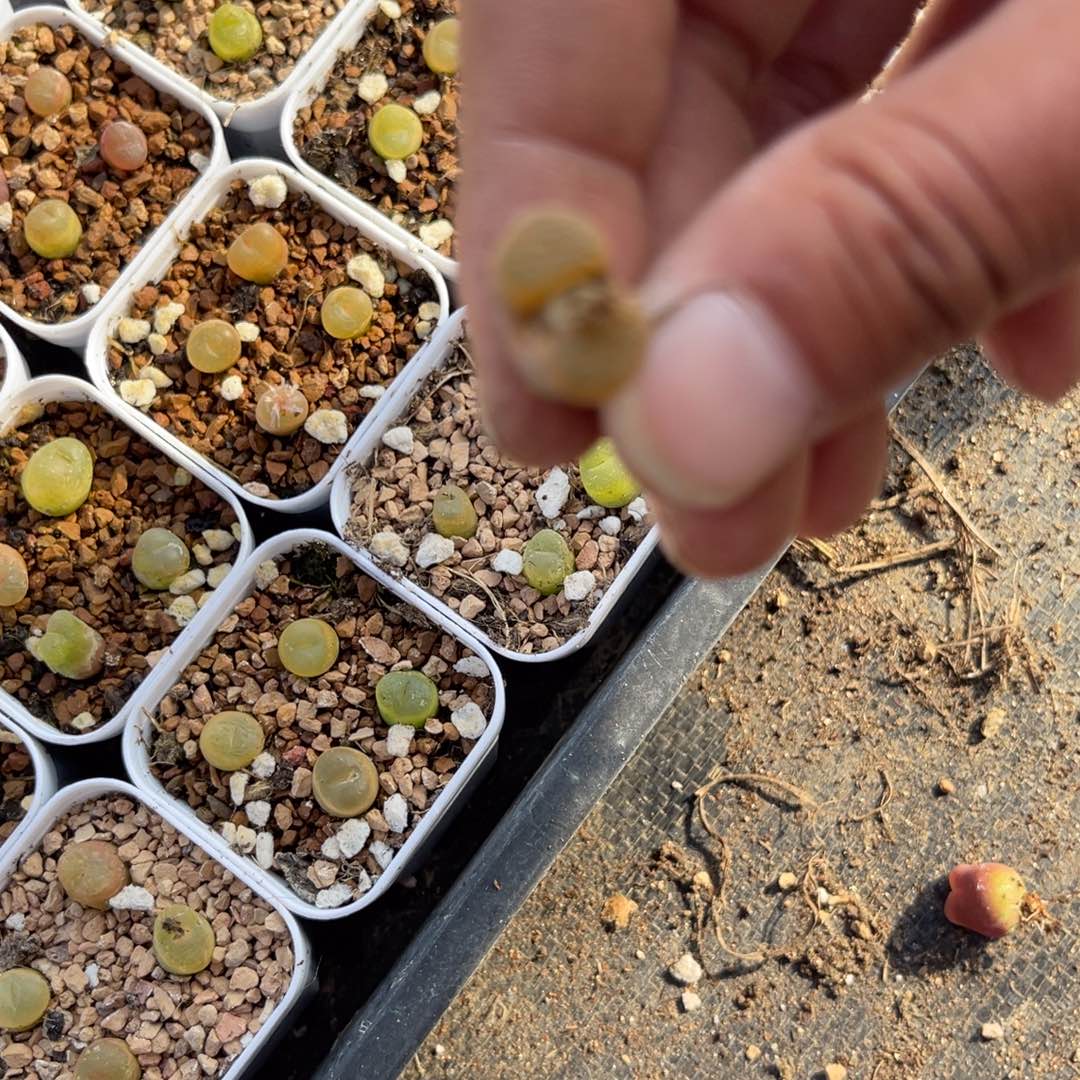 多肉植物一物一拍