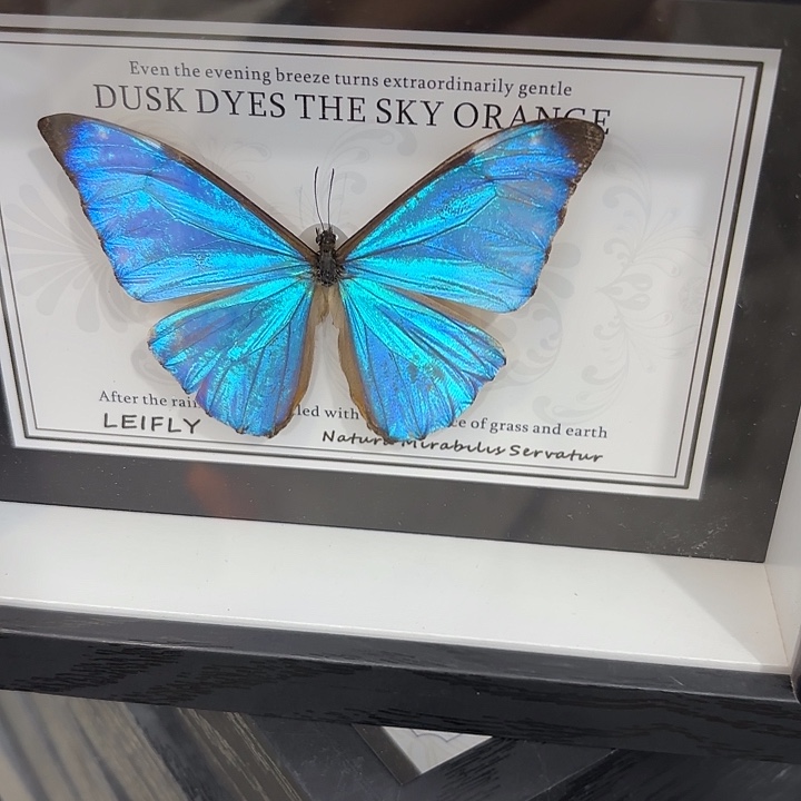 明***心蝴蝶标本定制319@