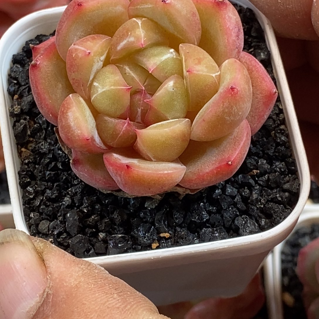 天官赐福百无禁忌