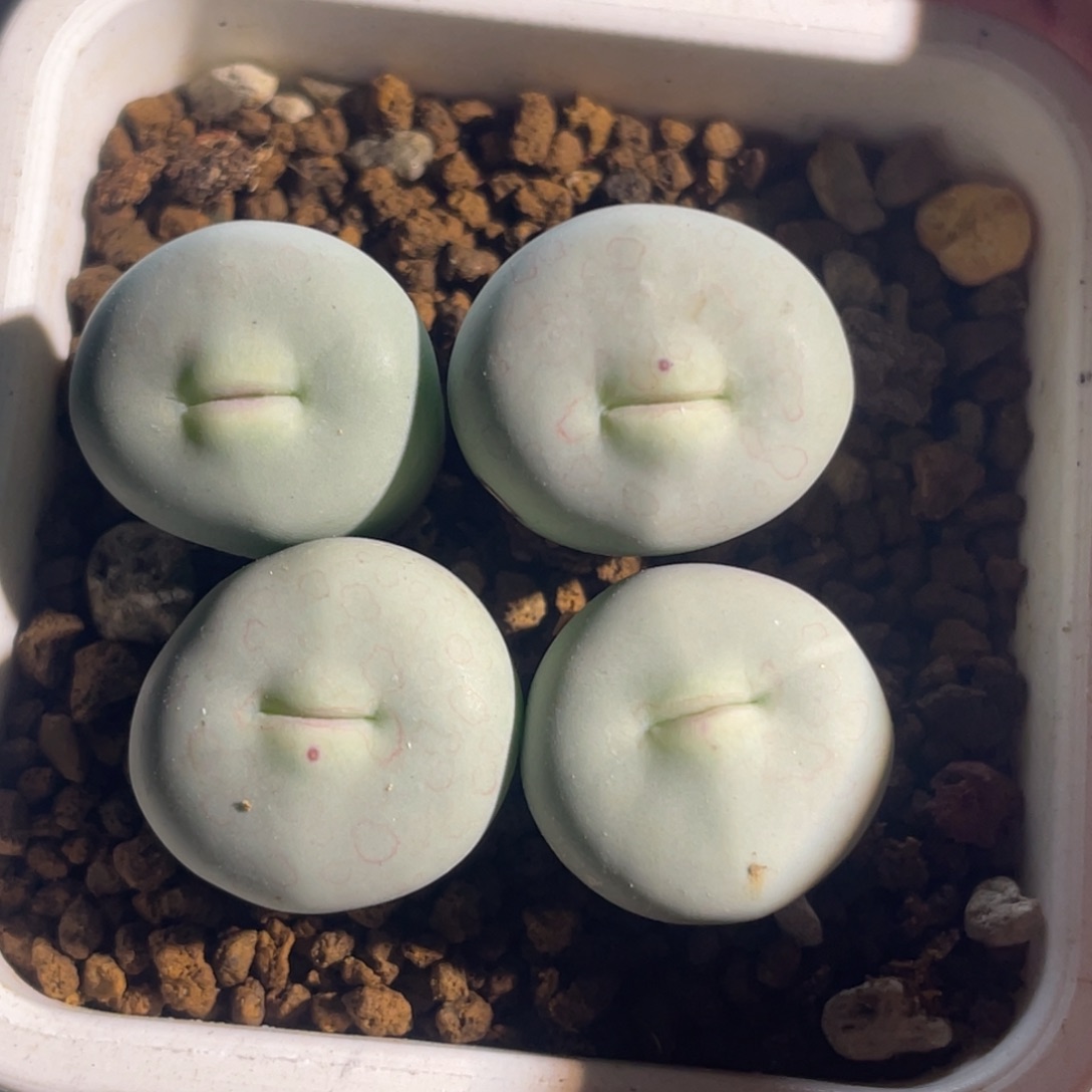 嘟嘟嘴红嘴植物一物一拍