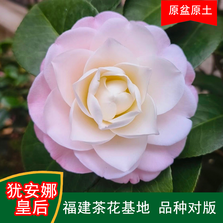 犹安娜皇后品种山茶花盆栽带花苞好养活适合室内外阳台庭院绿植
