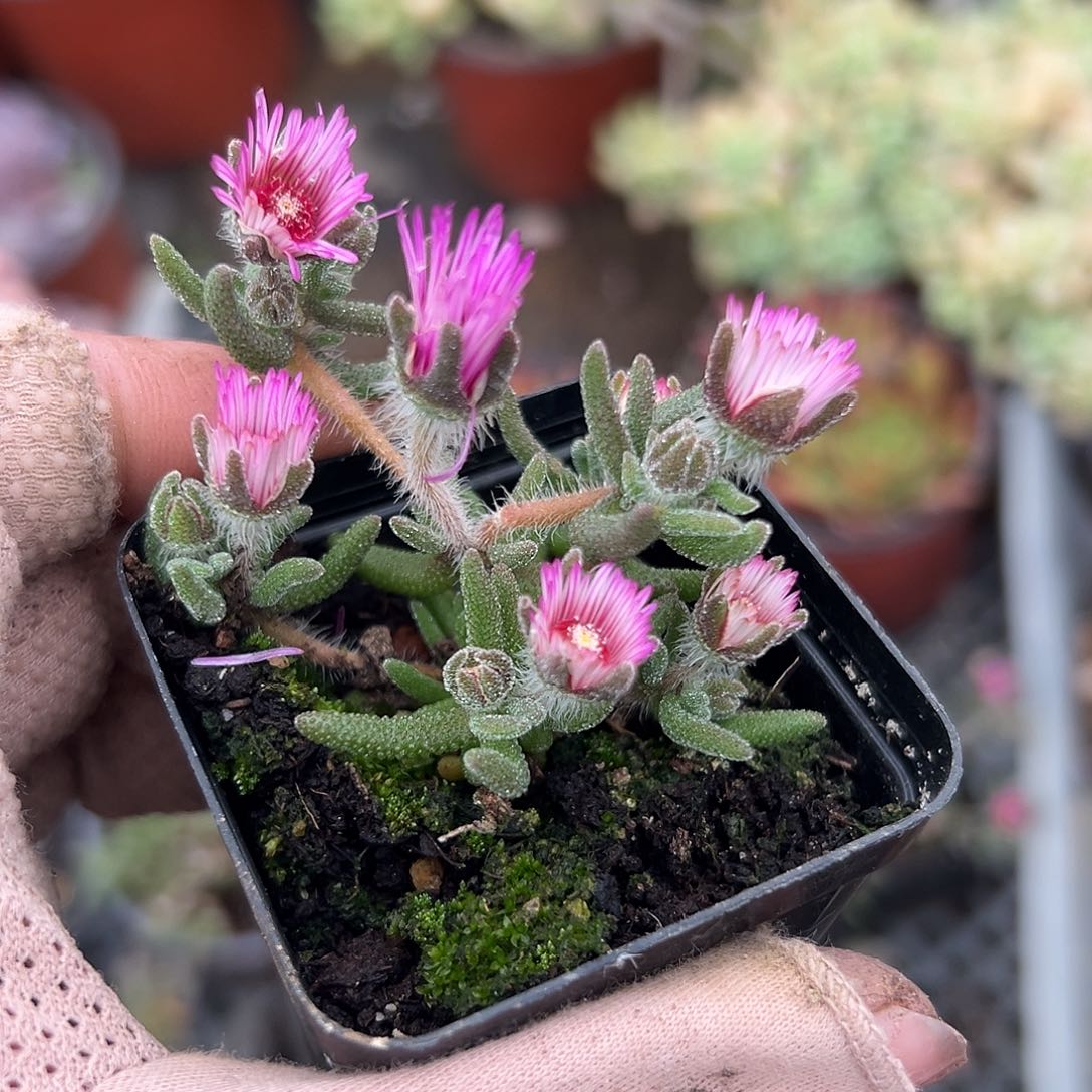 多肉植物枝干开花