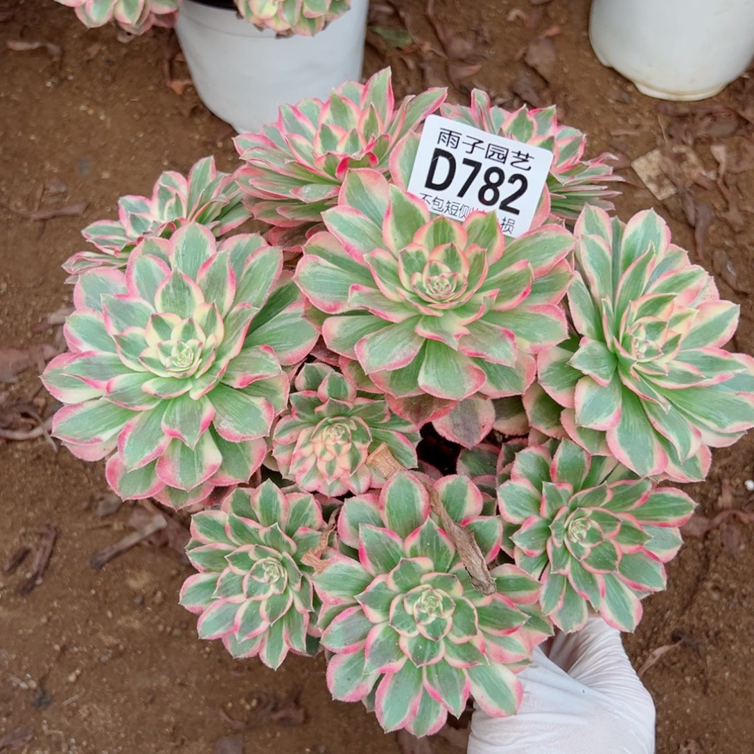 782云荷雨子多肉植物
