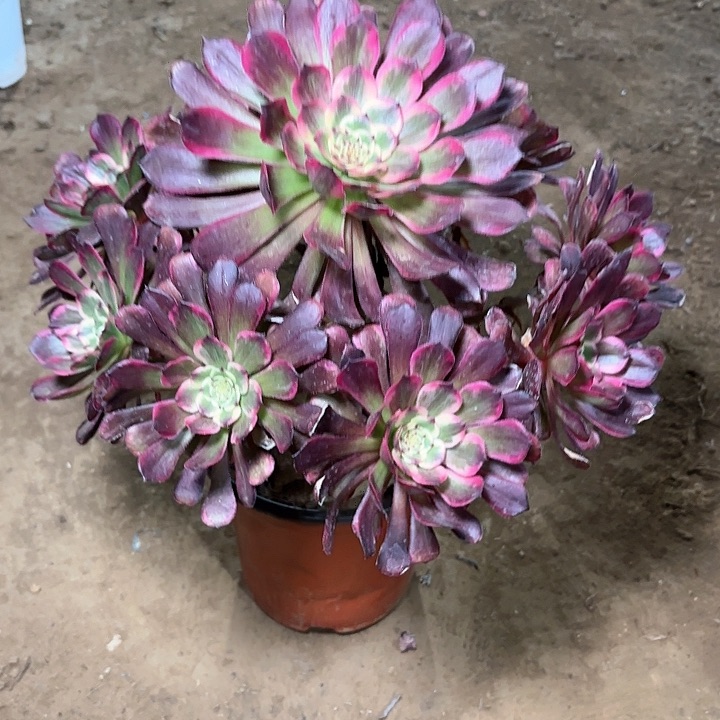 多肉植物黑金刚12