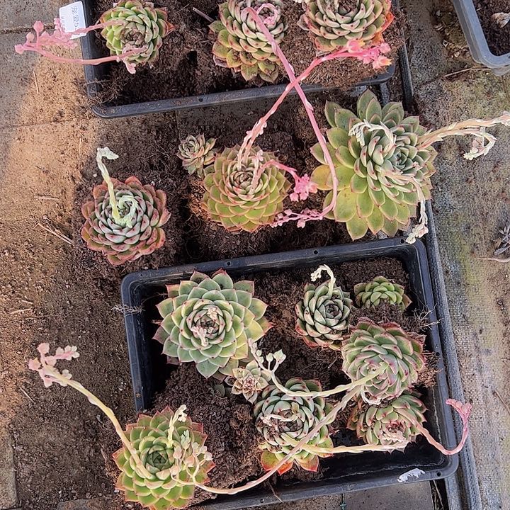 思****兮直播福利一物一拍539