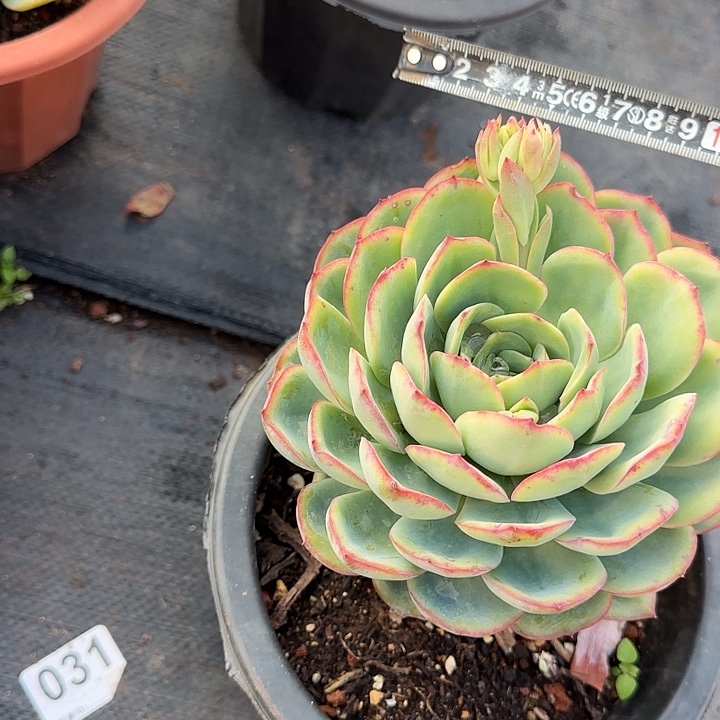 晨露812 多肉植物一物一拍