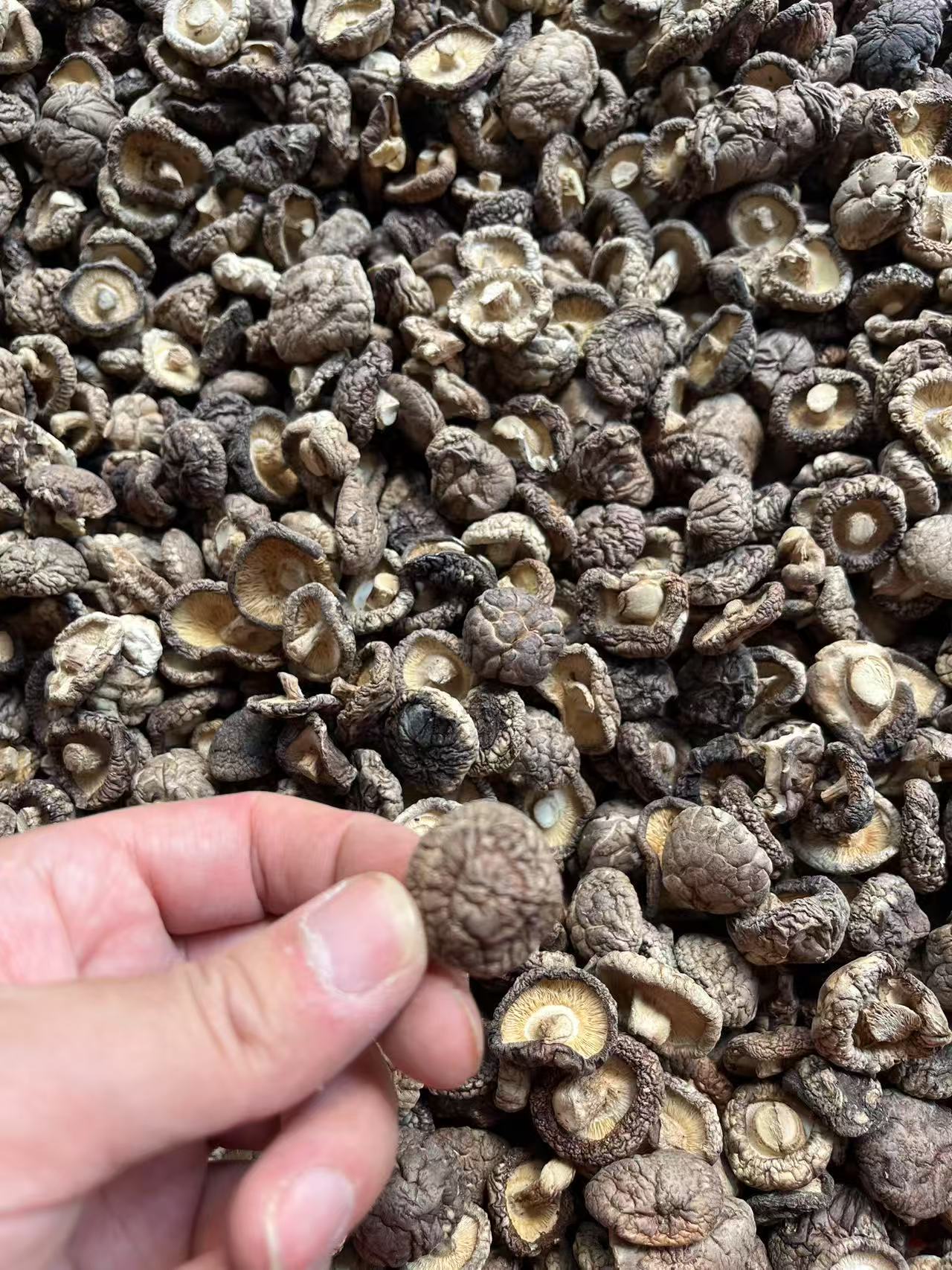 珍珠小香菇农家晒干美味干货250克