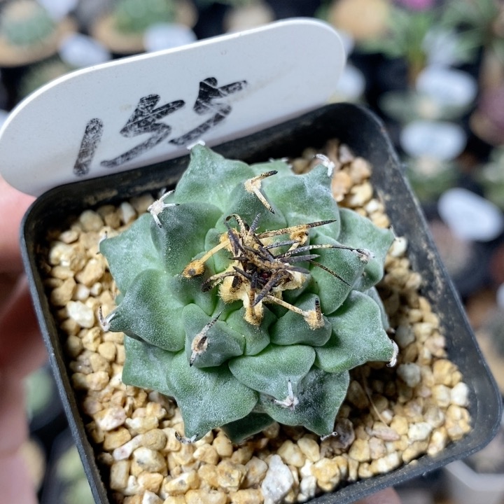 155号实生赤花娇丽3.3cm