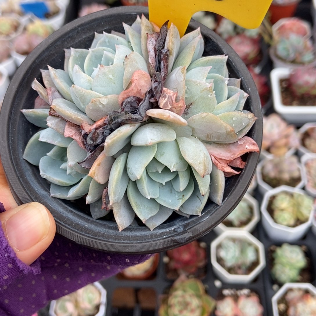 1608白茶多肉植物多肉