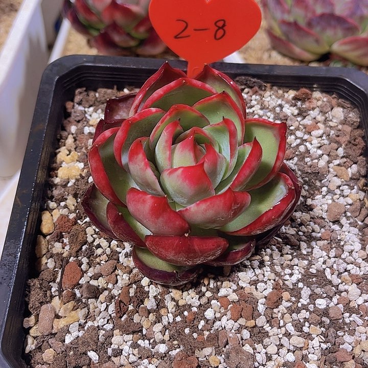 惊鸿仙子多肉植物2-8