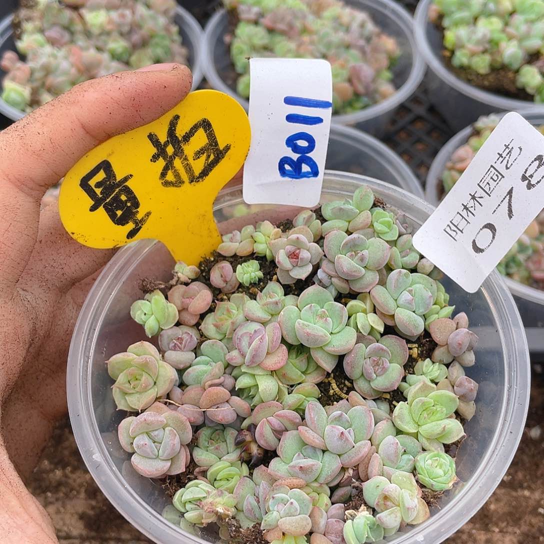 量拍多肉植物多肉植物78
