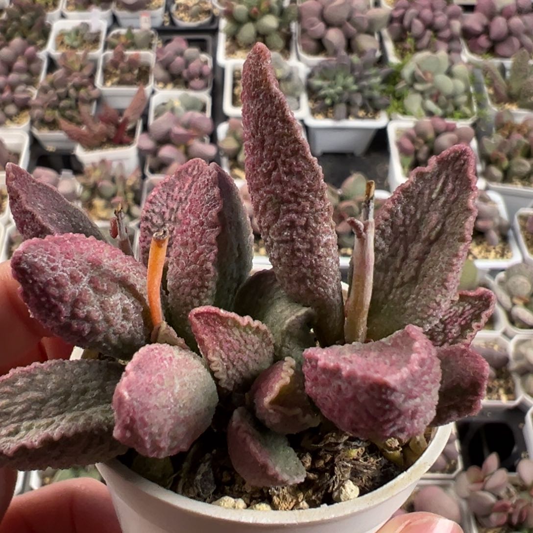 粉红猪肝多肉植物多头纯木质桩