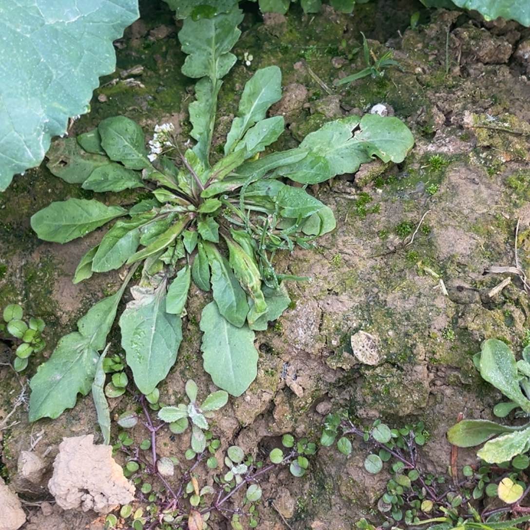 中国大陆农家野生地菜