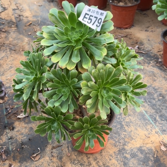 579原始绿不包断枝