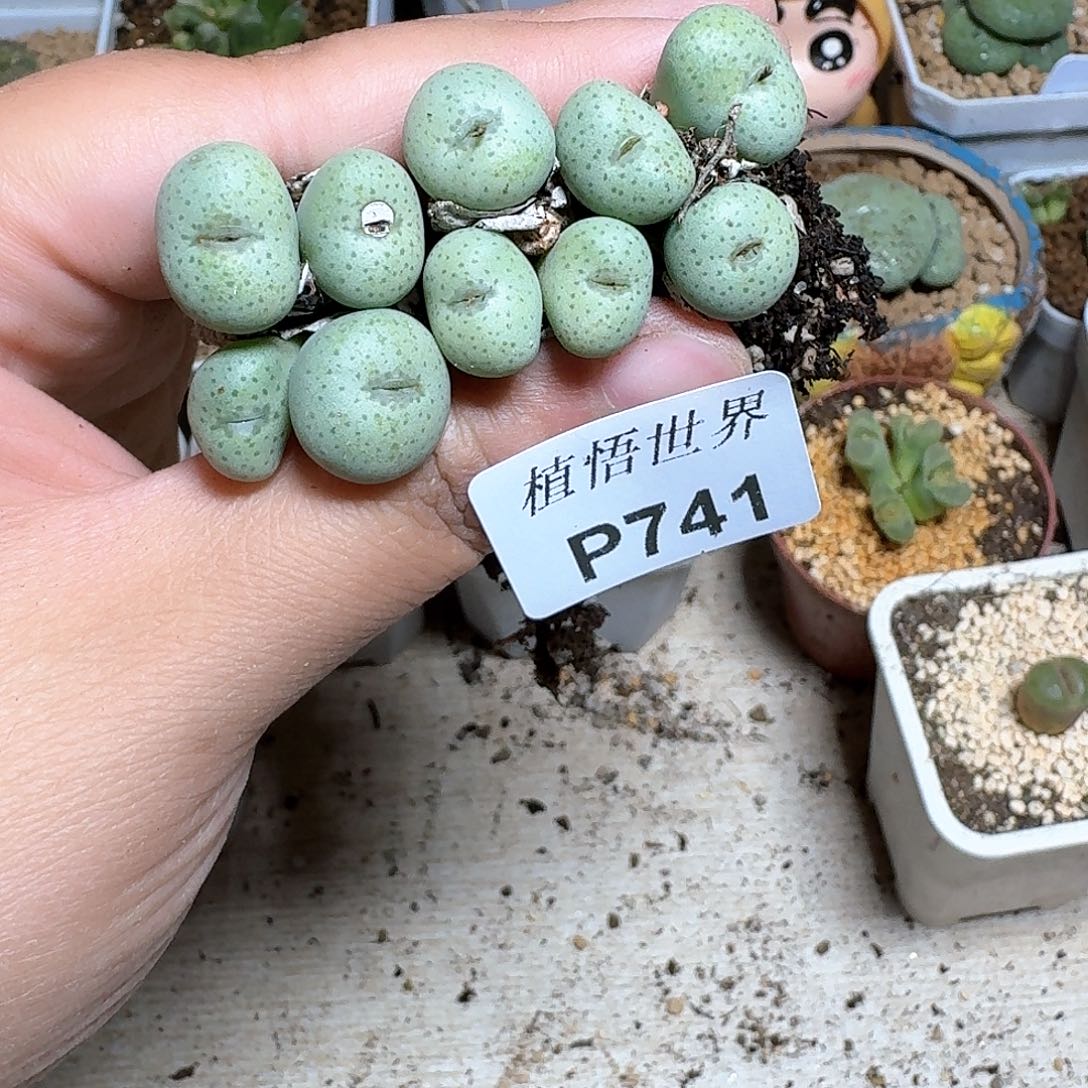 741盒多肉植物哇c f g