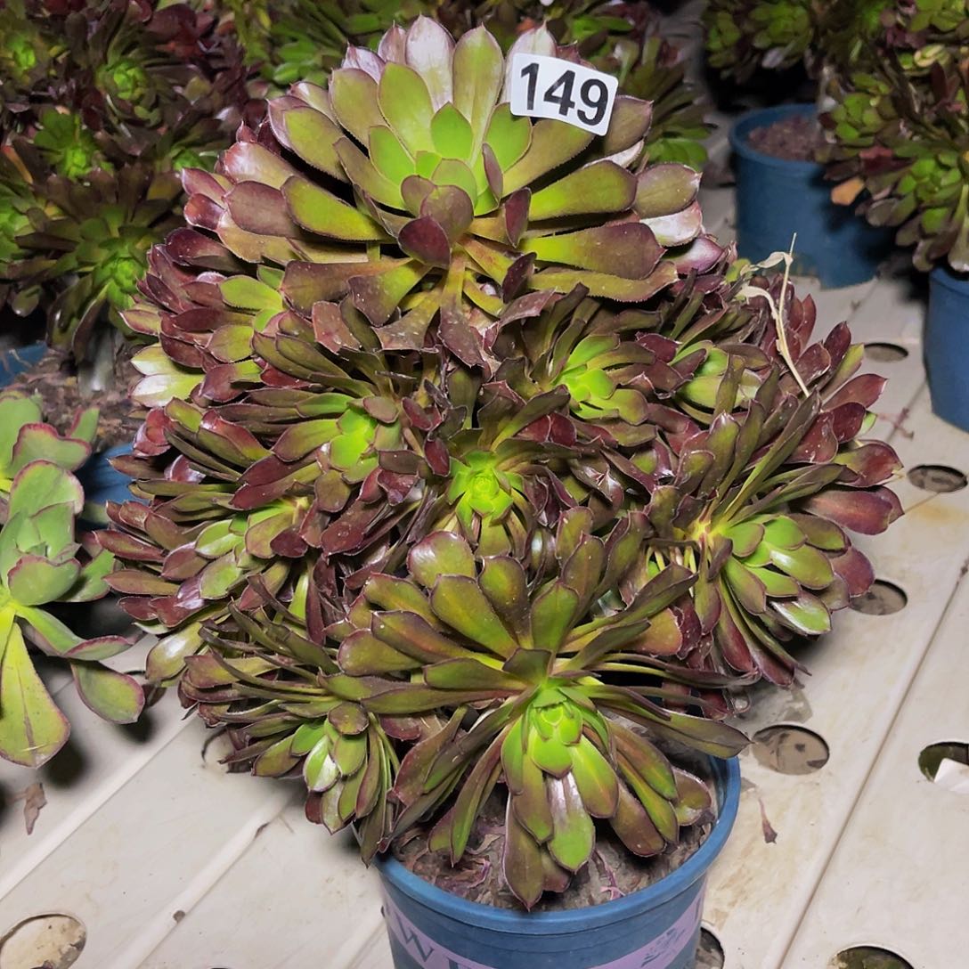 法师法师7-2包邮fa s