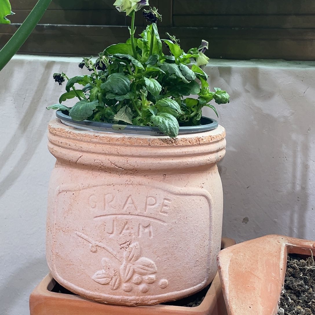 红陶13×12(1个花盆)