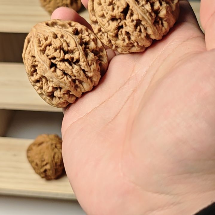 嘎嘎顶粗筋46的皮质骨质巨好