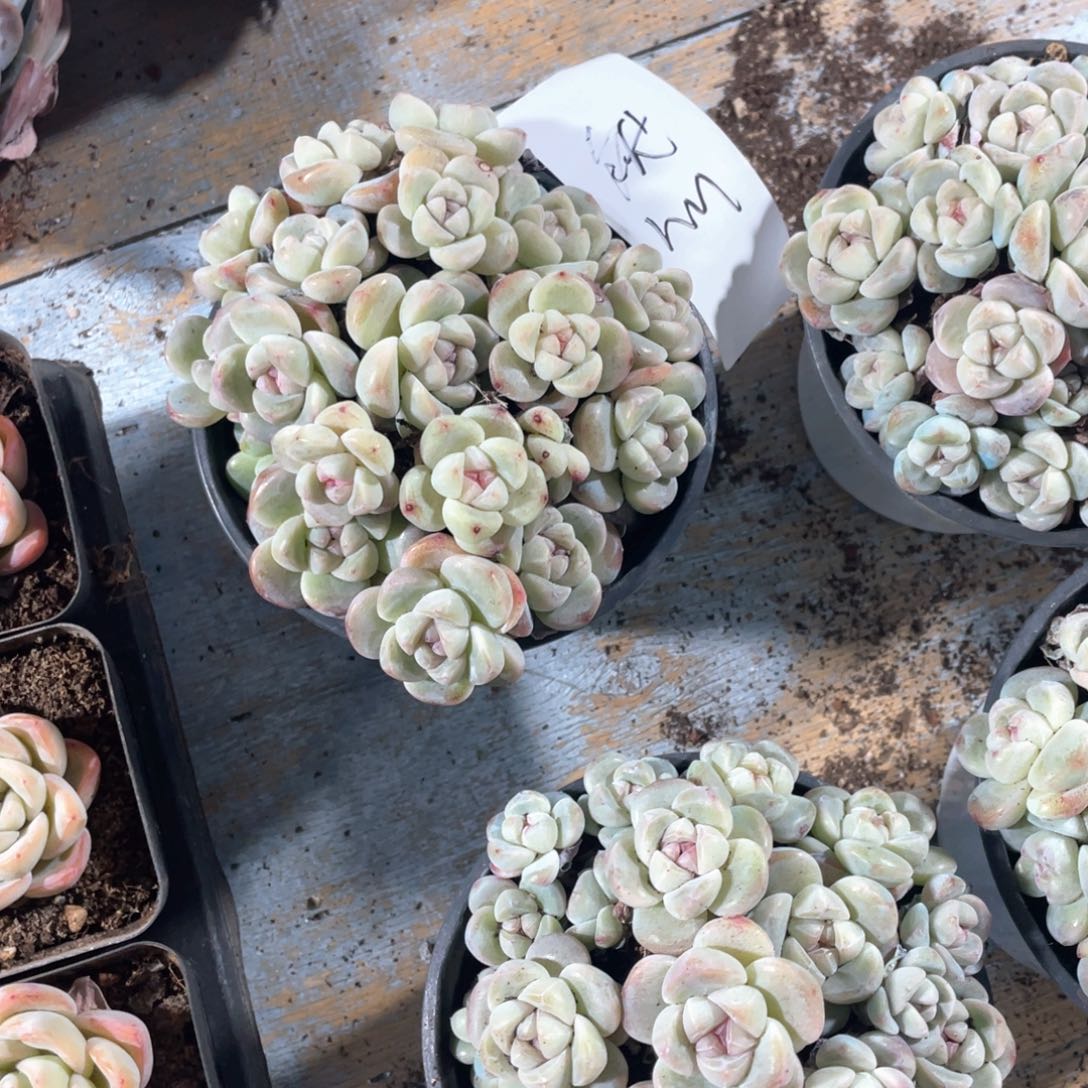 然专拍冰玉拼盆一颗多肉