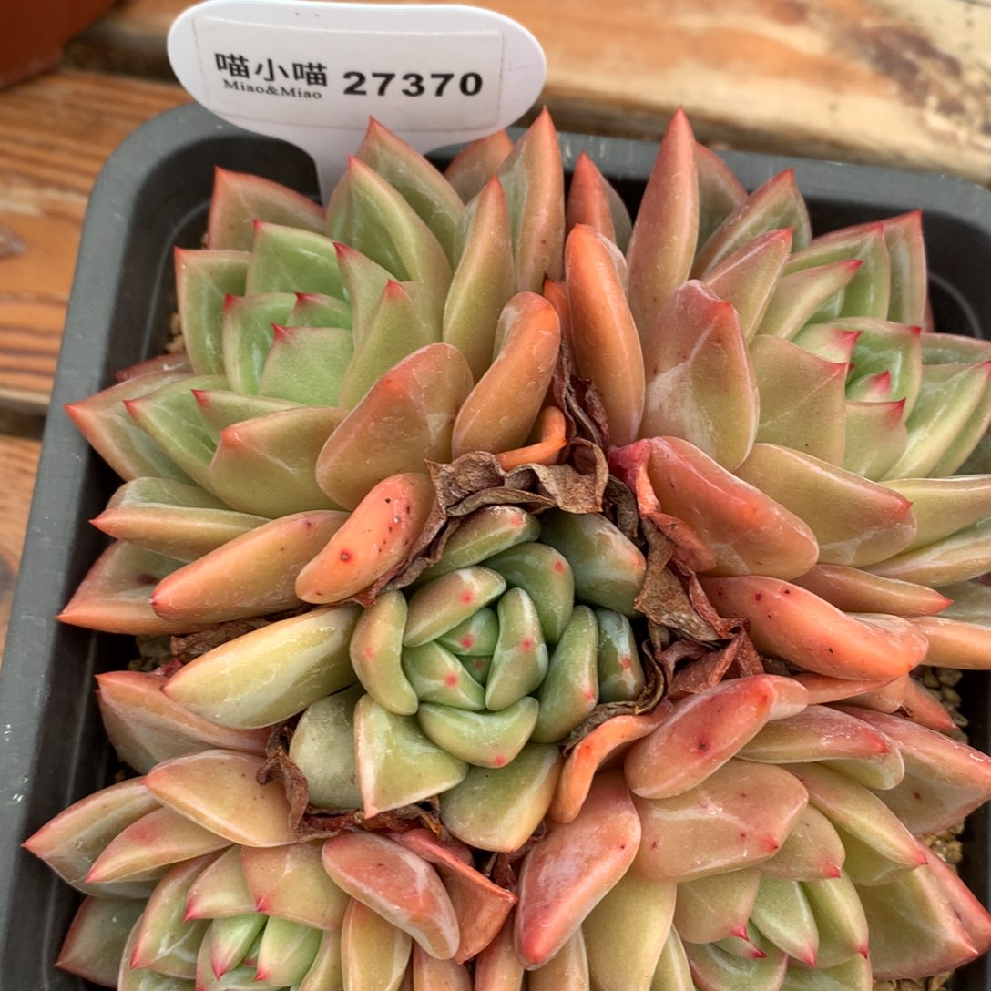 小*妹多肉植物白夜香槟