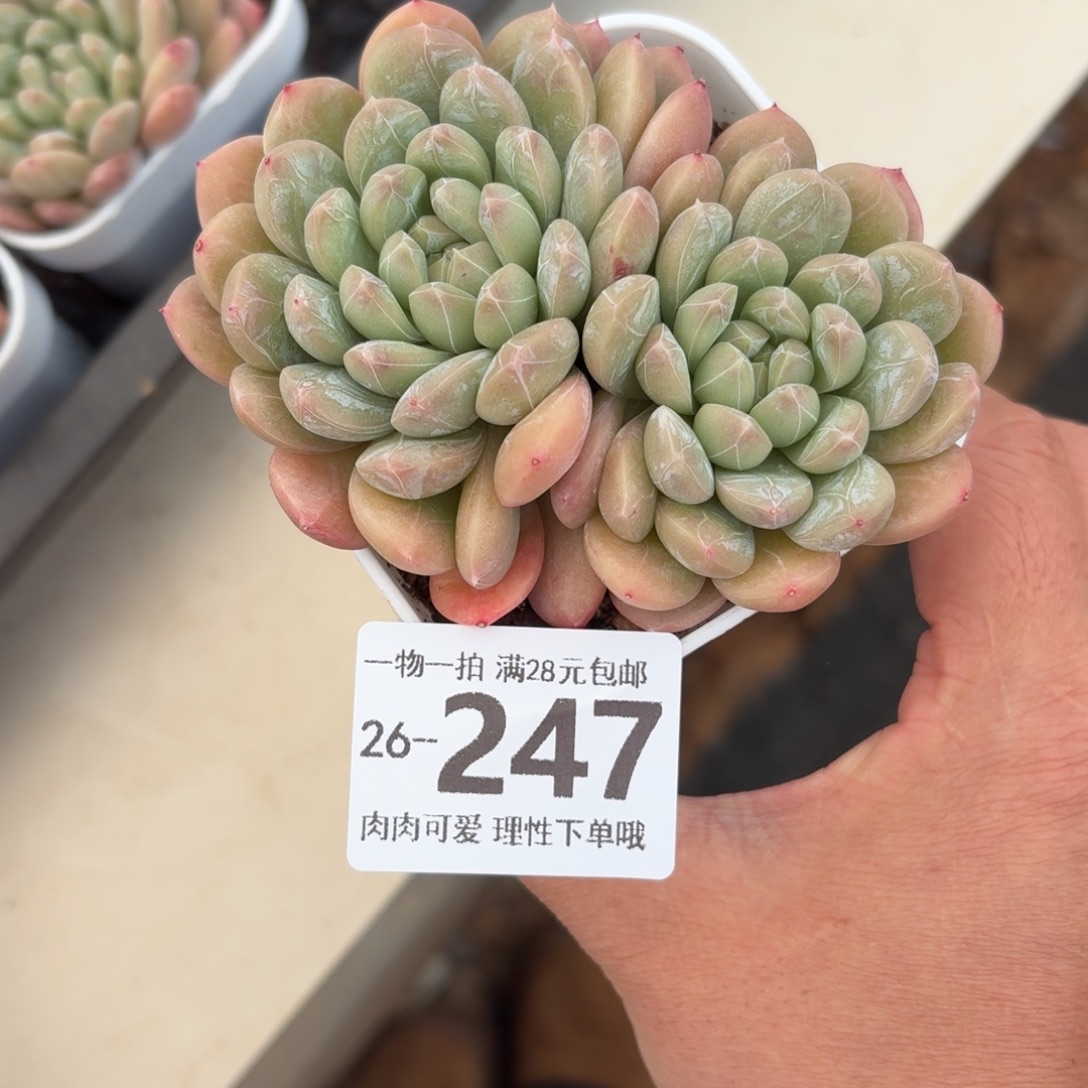 百达翡翠无盆土发货无