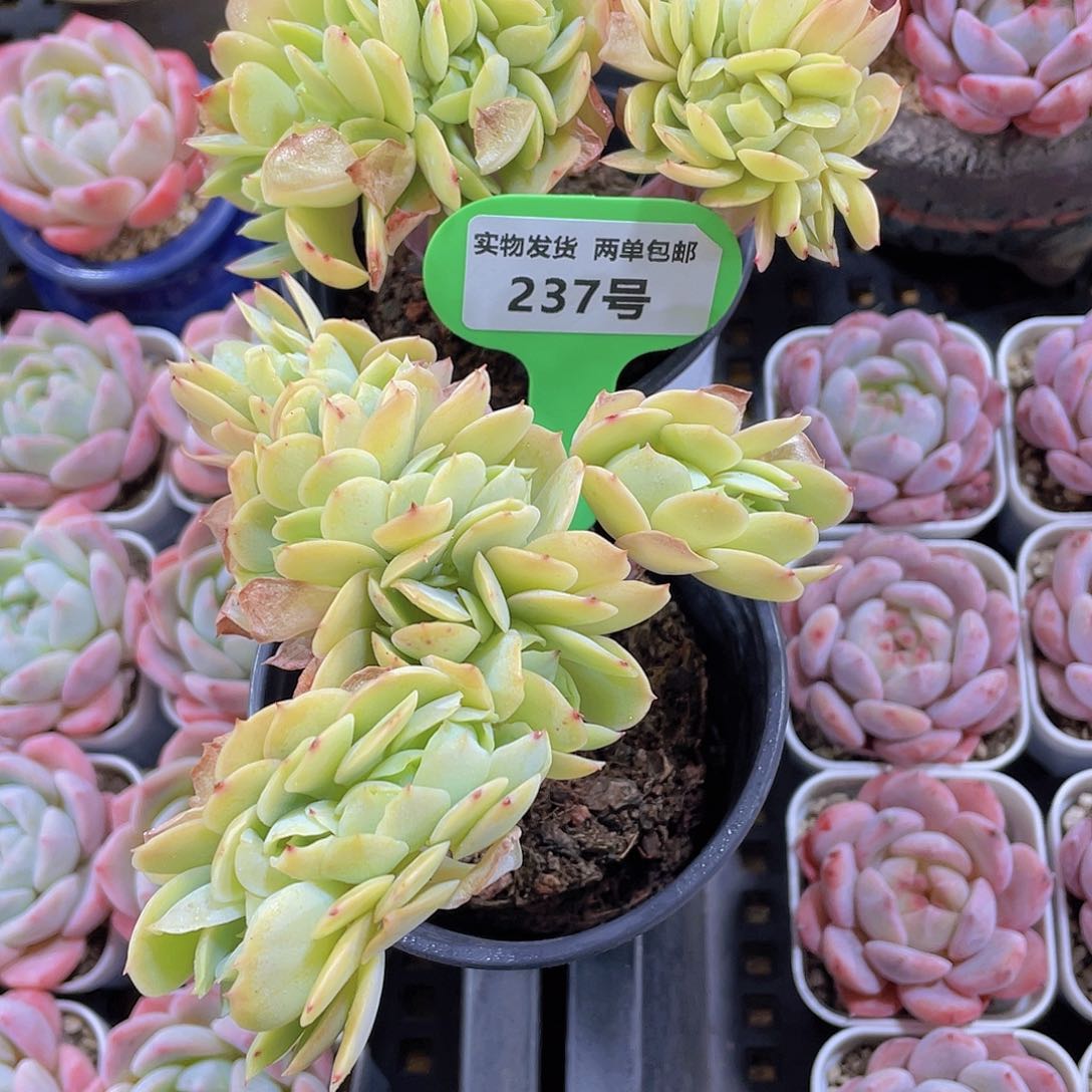 237号 带板子碧桃缀化一颗