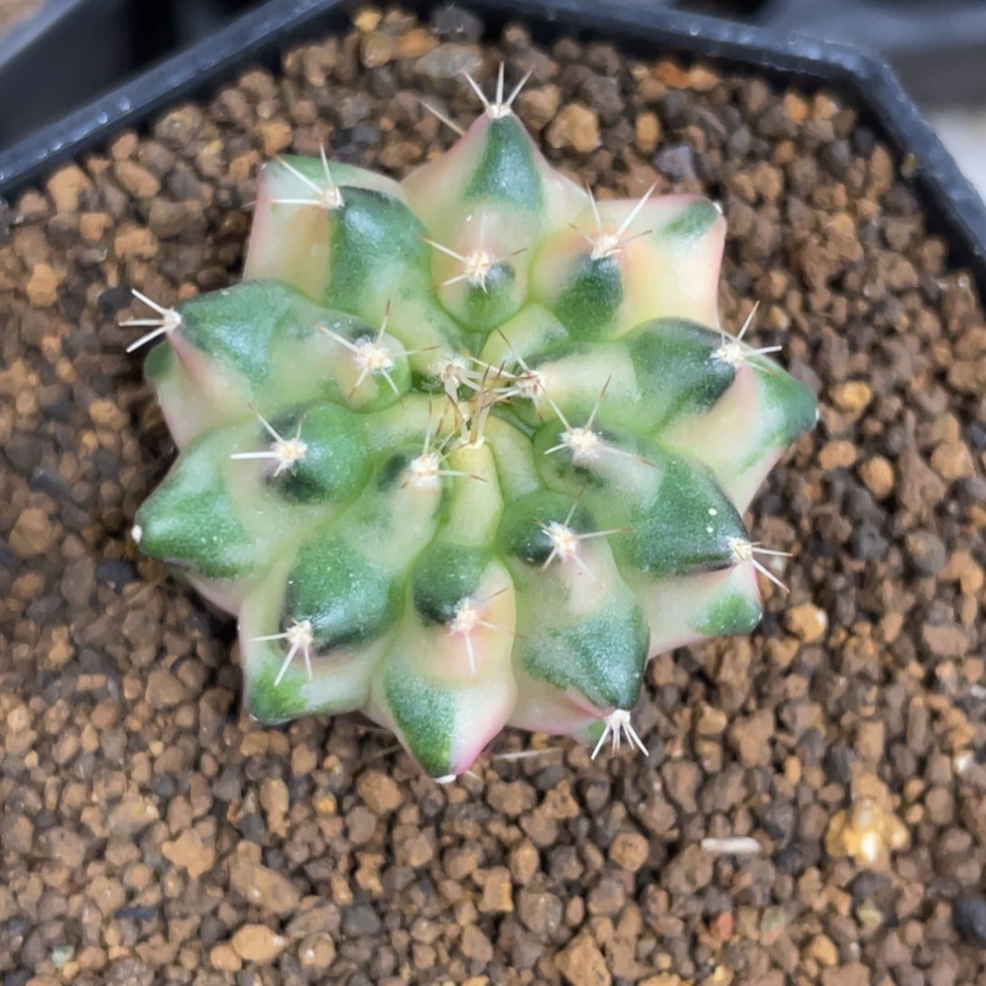 当前无花朵，栽培后可花朵月亮皇冠