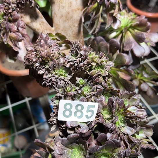 铭***轩多肉植物一个黑同湖885