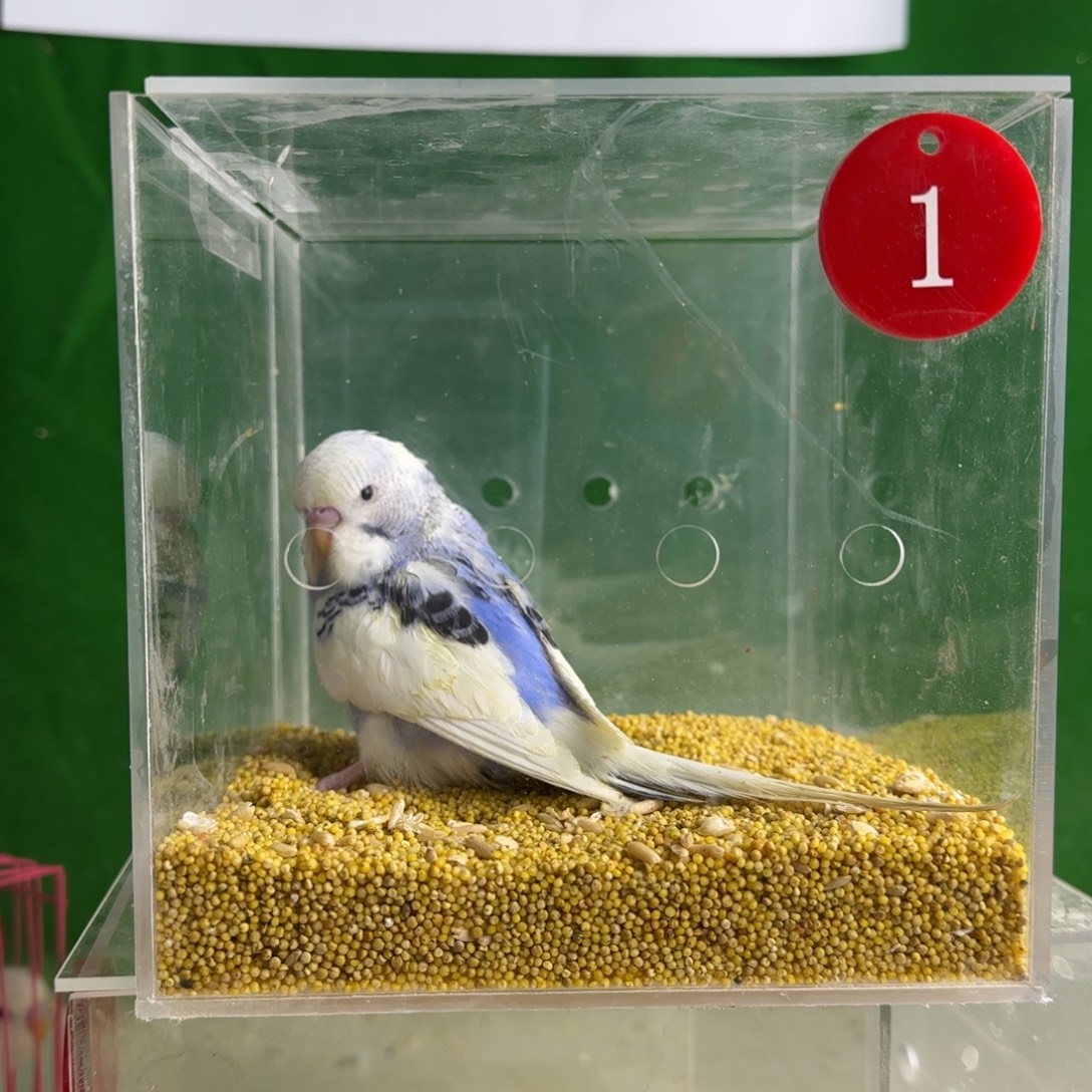 虎皮鹦鹉大头鹦鹉