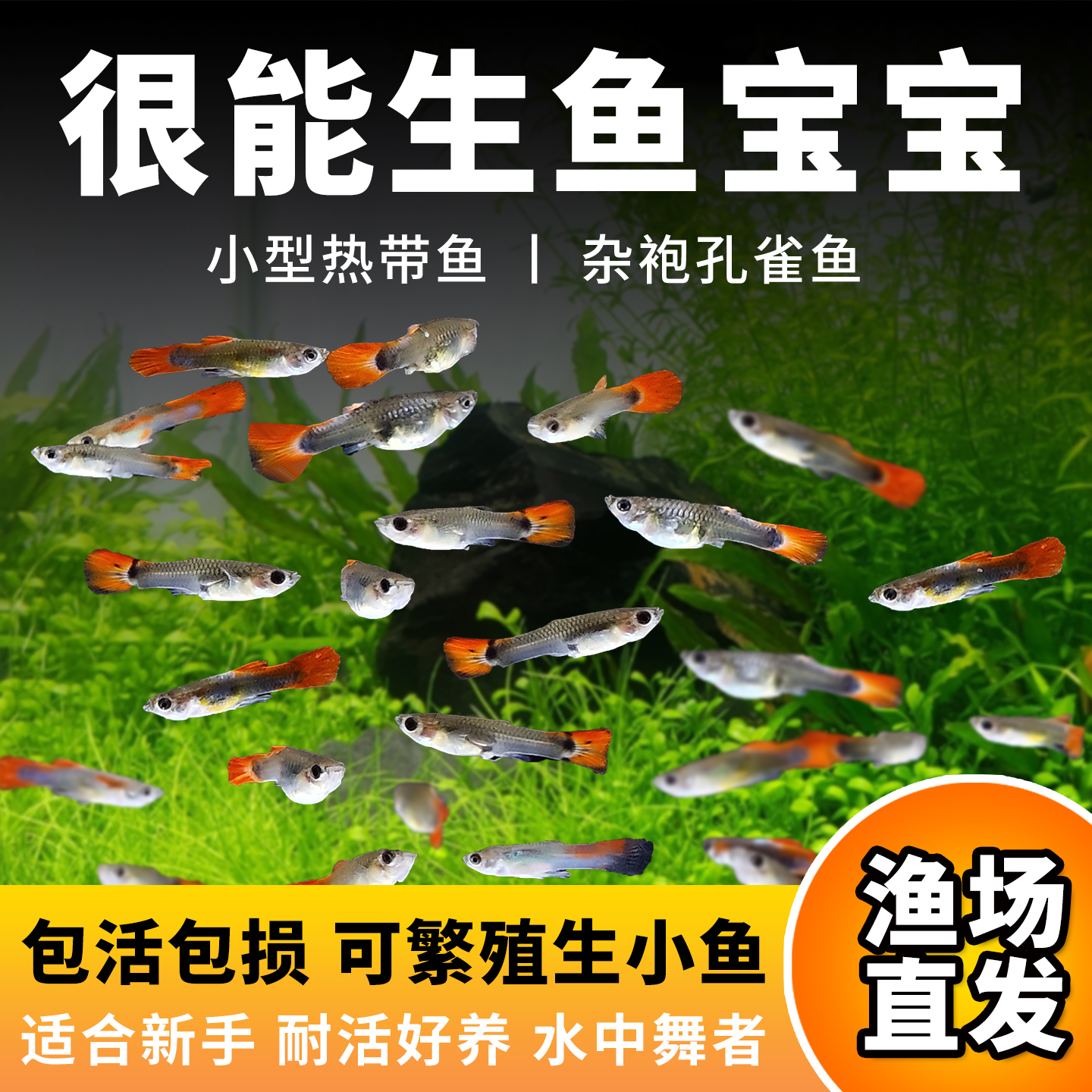 孔雀鱼活体热带小型淡水冷水观赏鱼好养耐活凤尾鱼苗