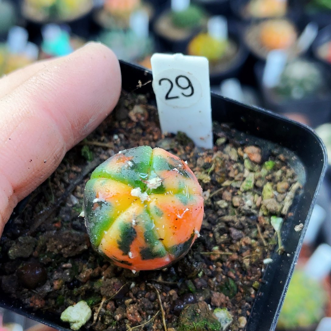 非偏远地区满25包邮仙人球2.1cm