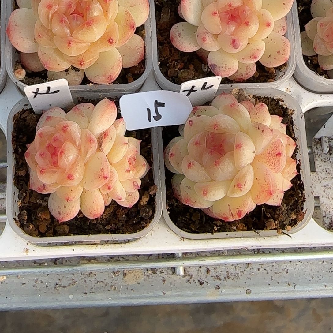 15福利甜心相柳双头随机发货