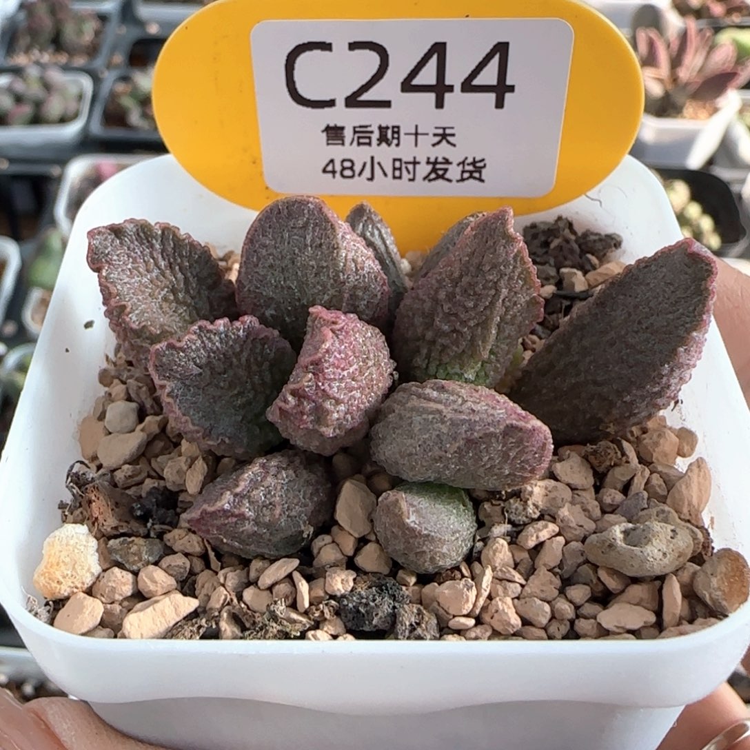 小怪兽。    244。     