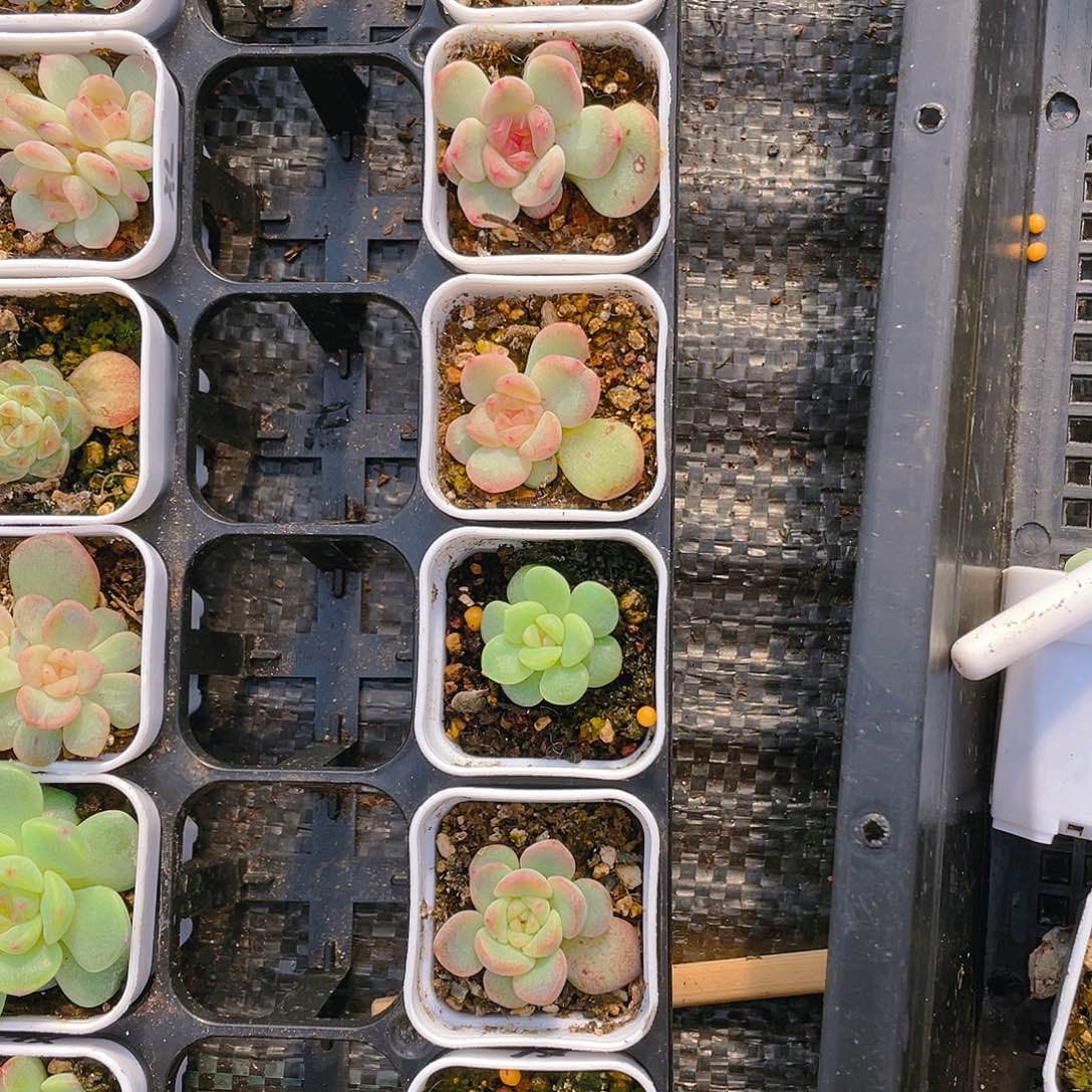 相柳状态 甜心中盆一个满25包邮