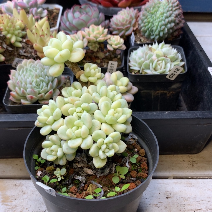 劳尔锦6年老桩脱土