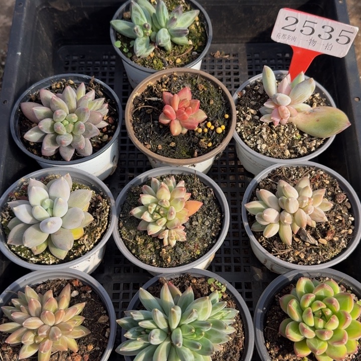 2535多肉植物一物一拍
