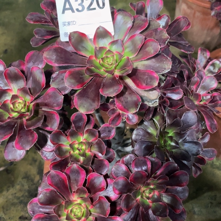 320丽娜11111多肉