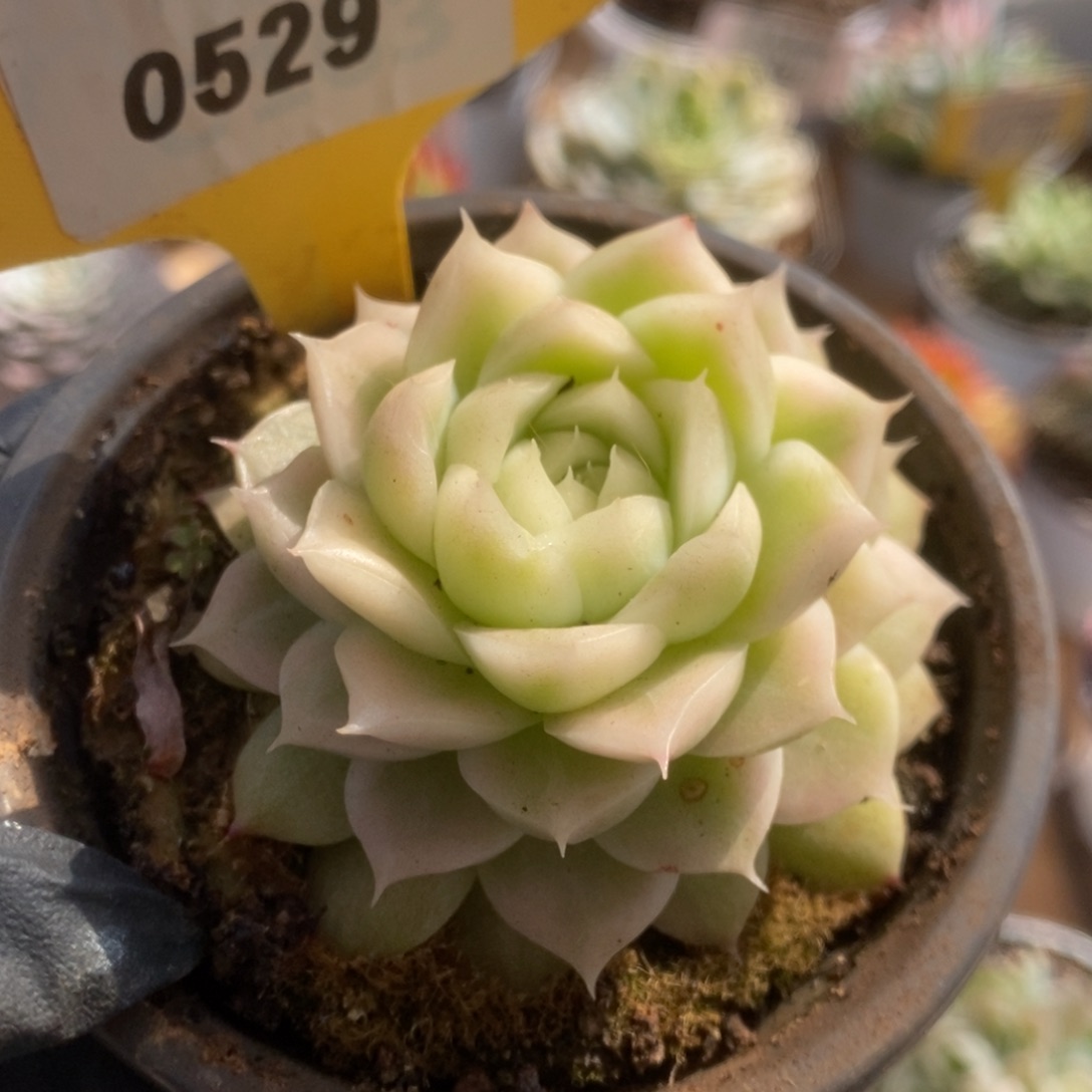 529白瓷麦杆锦锦锦锦锦